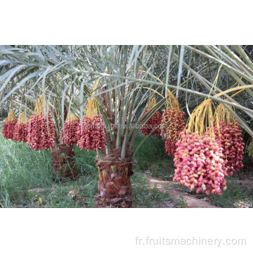 Dates Palm Traitement de la machine à sécher